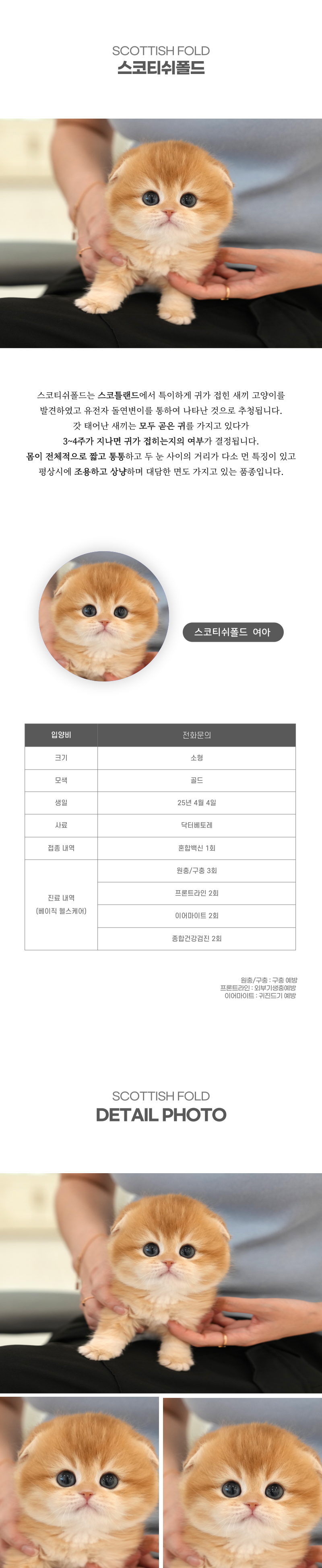 스코티쉬폴드_상세이미지_2
